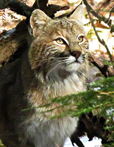 Tamworth Bobcat